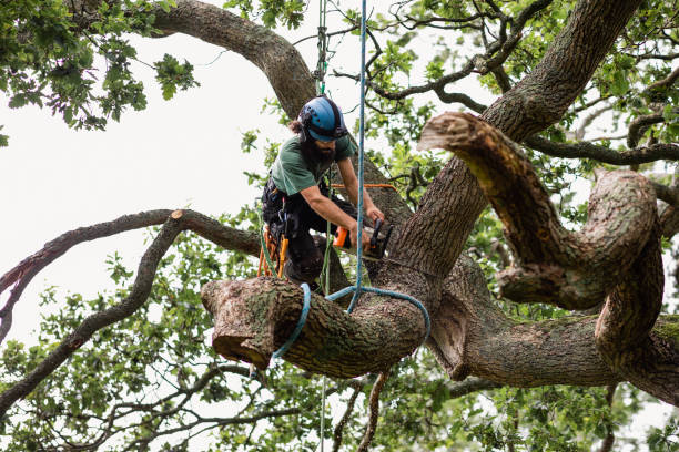 Best Commercial Tree Services  in USA